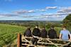 Students sat on a gate courtesy of the Ernest Cook Trust