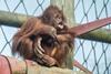 Orphaned orangutan Kayan joined Monkey World in early 2023