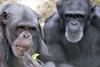 Arfur & Eveline chimps at Monkey World