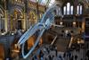 Natural History Museum, London