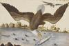 Illustration of a bald eagle catching a fish