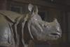 Louis XV’s rhinoceros, Science Museum
