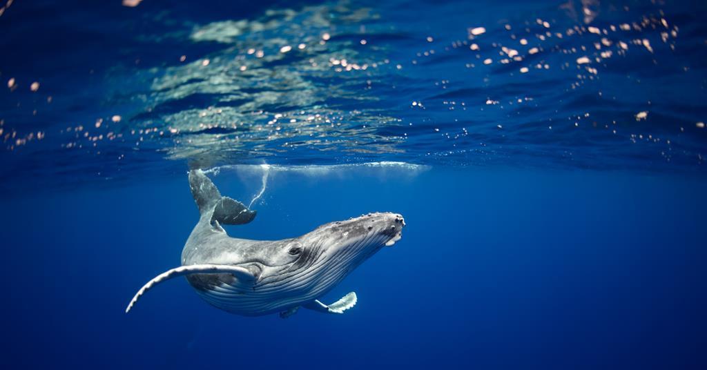 New whale exhibition to open at Natural History Museum | News & Ideas ...