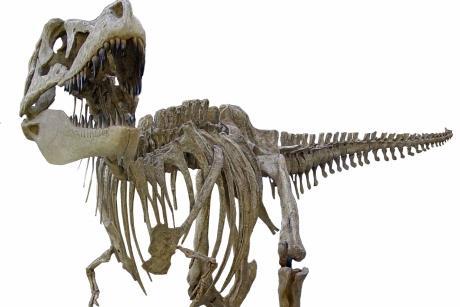 Dinosaurs to take over National Museum Cardiff from May | News & Ideas ...