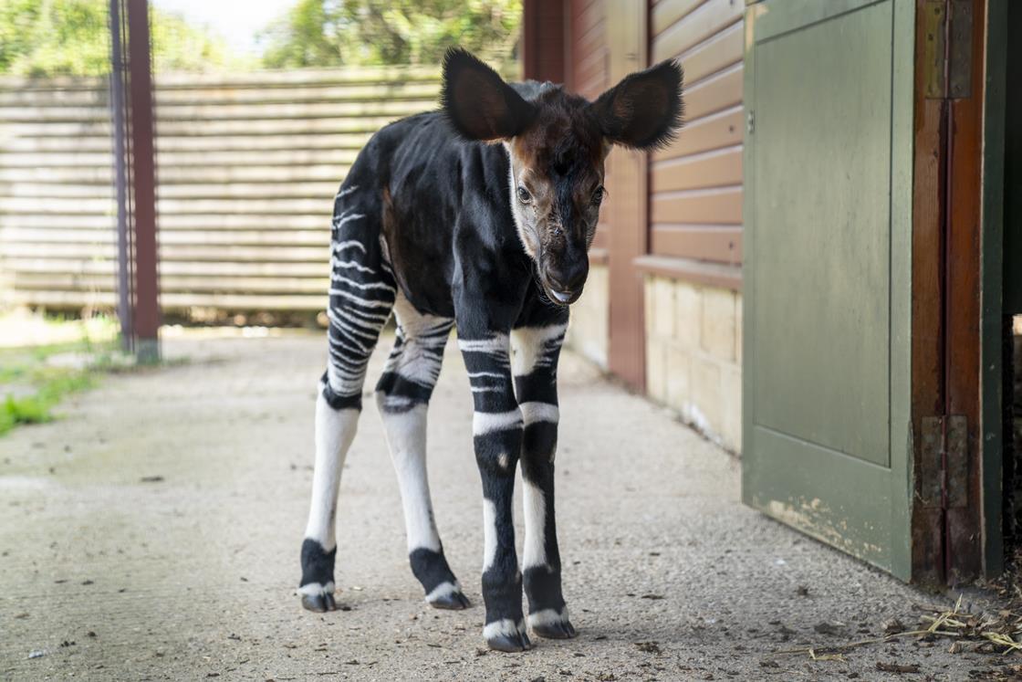 Marwell Zoo announces arrival of endangered okapi calf News & Ideas