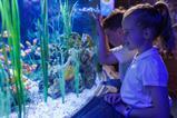 Two young children look at fish at a SEA LIFE Centre.