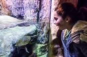 Snakehead Turtle 
