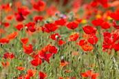 The National Memorial Arboretum.