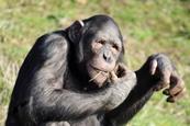 Chimpanzee