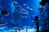 A child gazes in wonder at sharks and fish in a tank at a SEA LIFE Centre