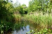 Camley Street Natural Park