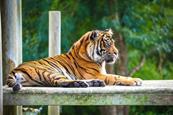 Sumatran tiger