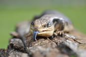 Blue Tongued Skink
