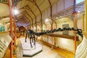 Dippy at Dorset County Museum