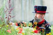 Superbloom at the Tower of London
