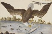 Illustration of a bald eagle catching a fish