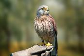 Kestrel