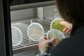 09_Scientist examining plants in a growth chamber © Science Museum Group