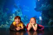 Two pupils sleeping over at The Deep in Hull