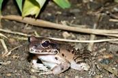 Mountain Chicken Frog at London Zoo