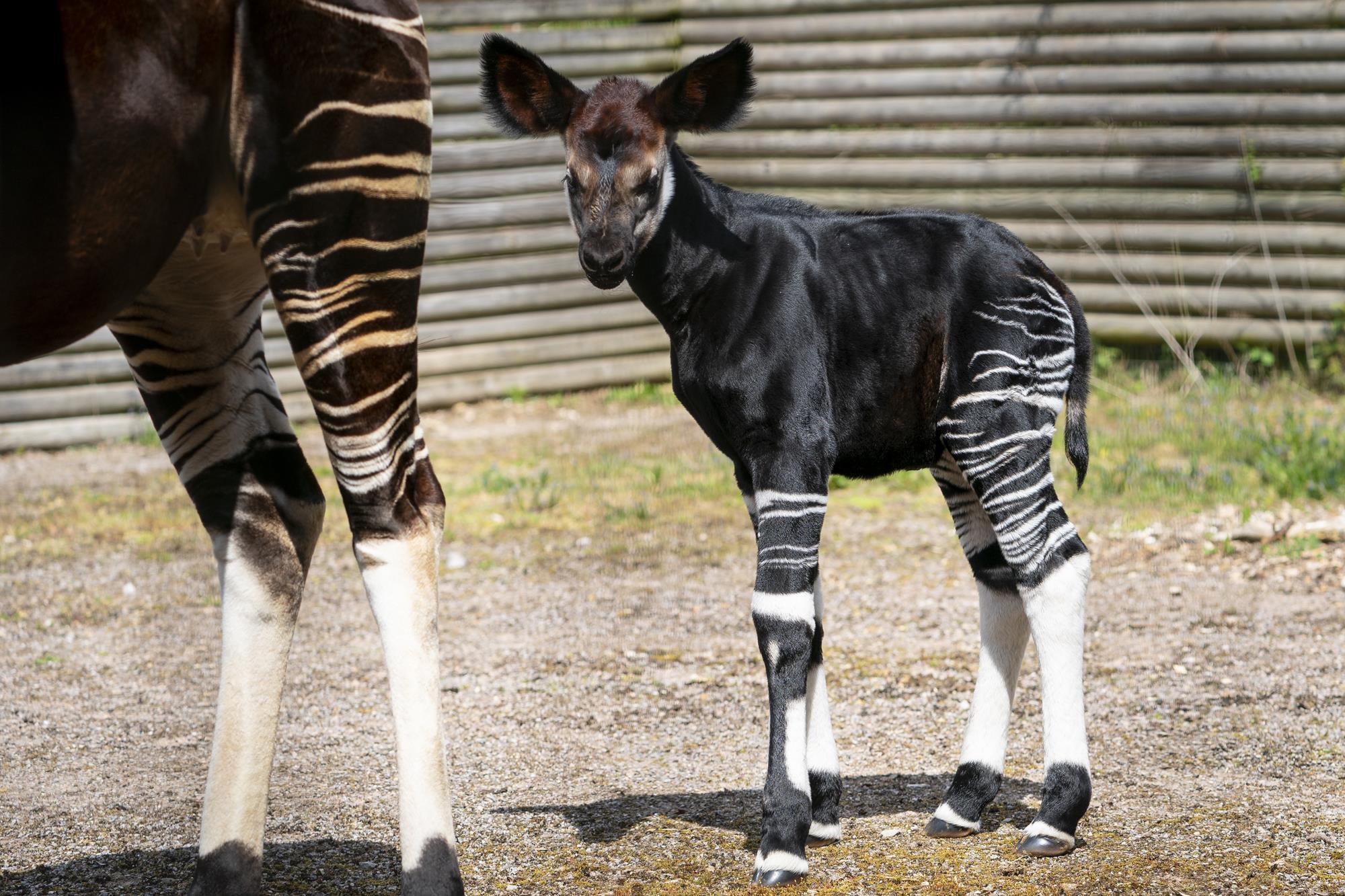 Marwell Zoo announces arrival of endangered okapi calf | News & Ideas ...