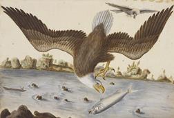 Illustration of a bald eagle catching a fish
