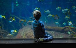 Child visiting an aquarium