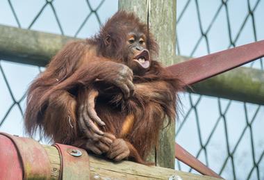 Orphaned orangutan Kayan joined Monkey World in early 2023