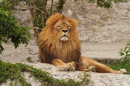 Lion in a zoo