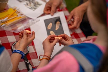 Children looking at seed pods at Kew Wakehurst