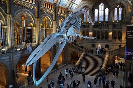 Natural History Museum, London