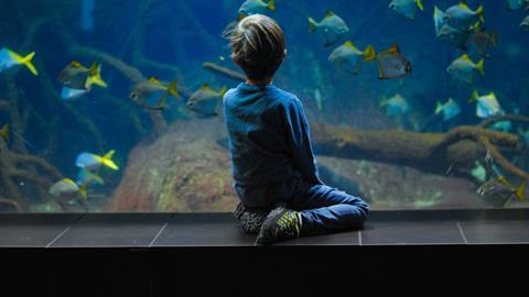 Child visiting an aquarium