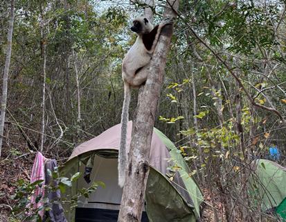 Pupils camped near a troop of sifakas.