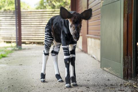 Niara the okapi calf at Marwell Zoo 