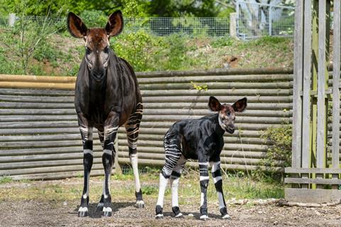 Okapi calf and her mother at Marwell Zoo 