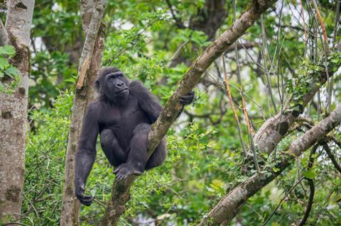 Gorilla in African Forest