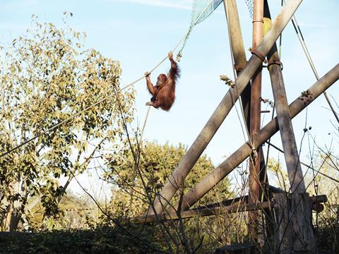 An orangutan swinging on ropes at Jersey Zoo.