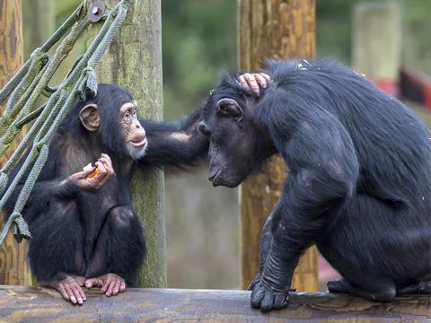 Thelma and Kuki at Monkey World