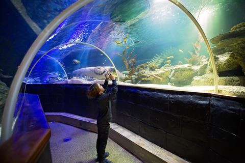 Child taking a photo at an aquarium