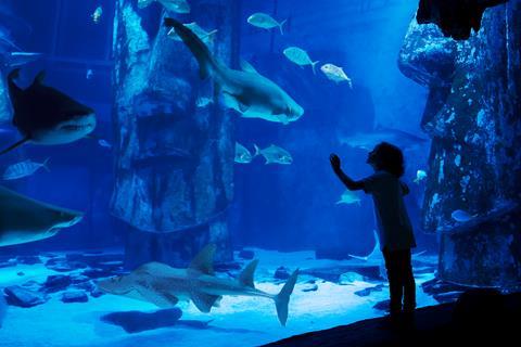 A child gazes in wonder at sharks and fish in a tank at a SEA LIFE Centre
