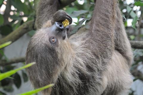 A sloth at The Living Rainforest attraction