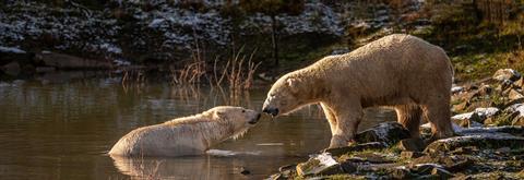 Polar bears, Yorkshire Wildlife Park