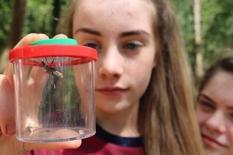 A young girl studies a bug in a pot during a Field Studies Council school trip