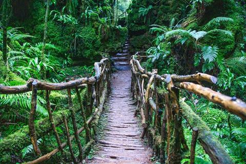A path in Puzzlewood, Forest of Dean