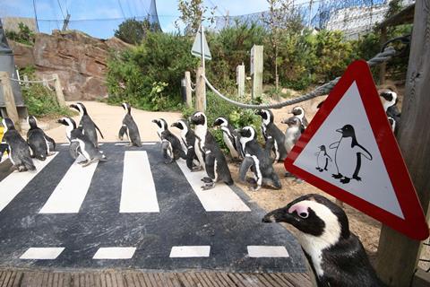 Living Coasts penguin crossing