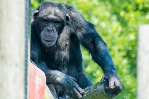 Rescued Chimp Kangoo Settles Into Life at Monkey World ©MonkeyWorld2023