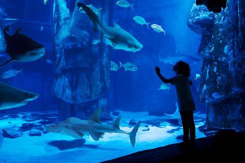 A child gazes in wonder at sharks and fish in a tank at a SEA LIFE Centre