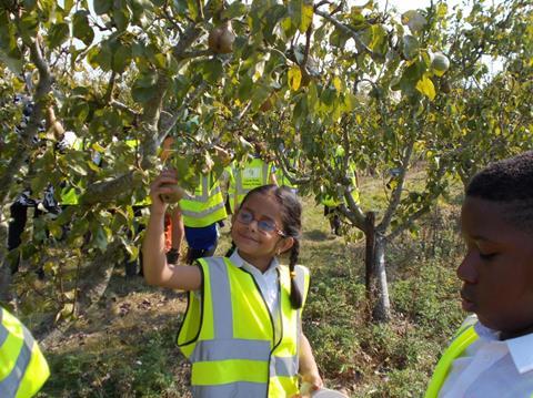 Pear picking