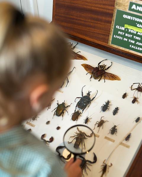 Student examining bugs at the Powell Cotton Museum