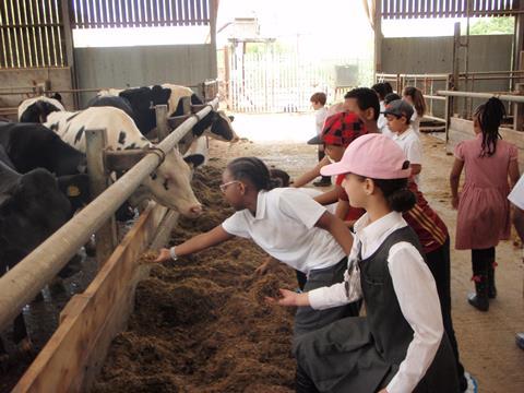 Meeting cows at Lee Valley Park Farms